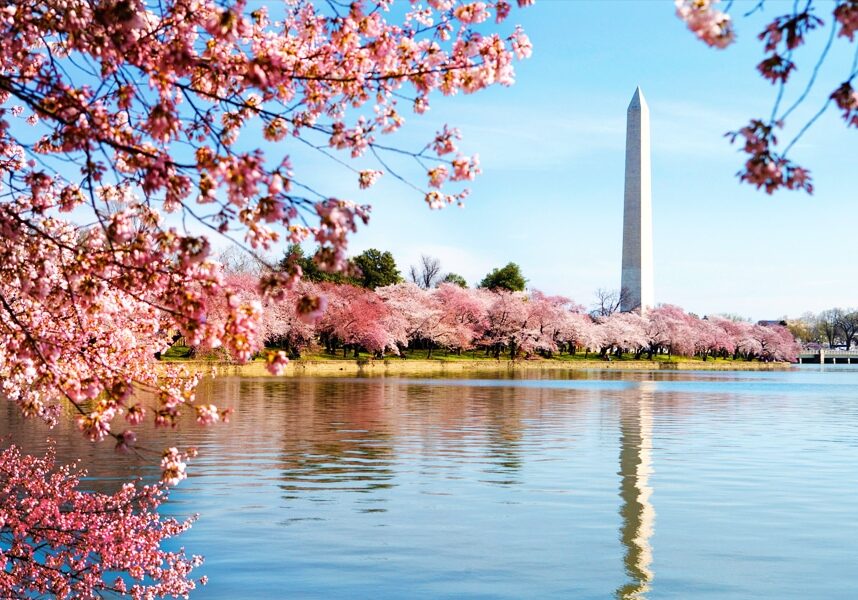cherryblossom